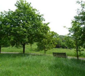 View of countryside with trees and bench.