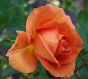 Orange rose